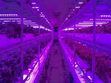Showa Denko-LED- cultivo- huerto-iluminación LED-plantas ecológicas- SHIGYOTM