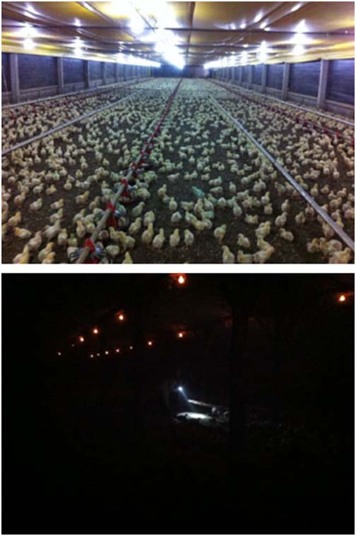 LED- Iluminación- granjas de pollos- Cobb-Vantress, Inc.