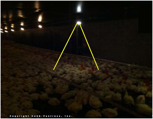 LED- Iluminación- granjas de pollos- Cobb-Vantress, Inc.