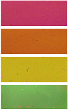 Escaneado de micrografías de electrones de las películas hechas a partir de nano partículas de polidopamina vistas en sección transversal. La película superior produce un tono rojo, la inferior verde.