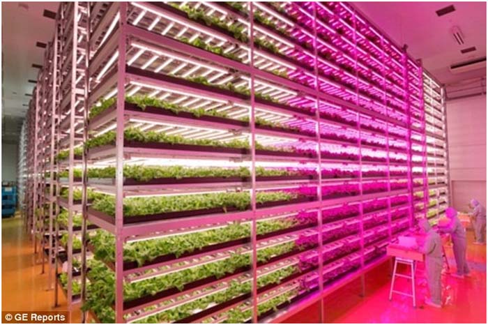 Huerta- cultivo vertical-LED- Spread-Japón-