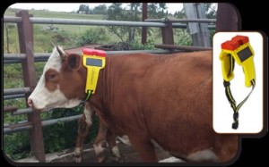 Telefónica - Cattle-Watch - ganadera - IoT