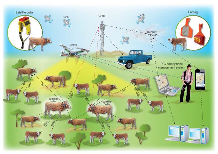 Telefónica - Cattle-Watch - ganadera - IoT
