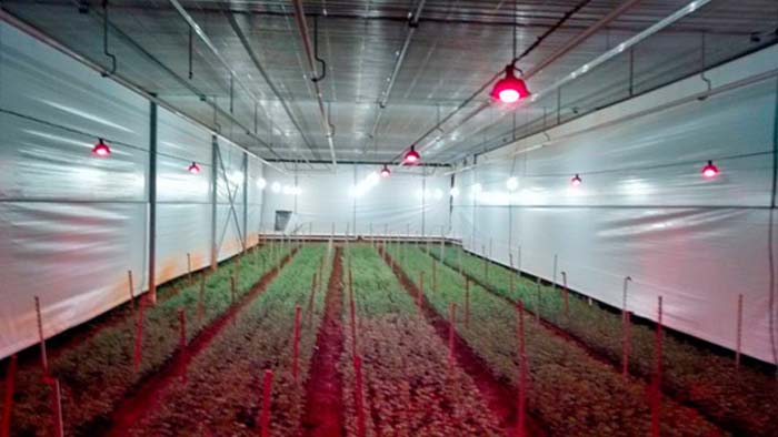 nuevo negocio - ALG - iluminación para horticultura - iluminación -LED