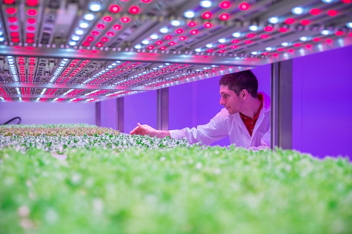 Philips GrowWise - LED - cultivo - investigación