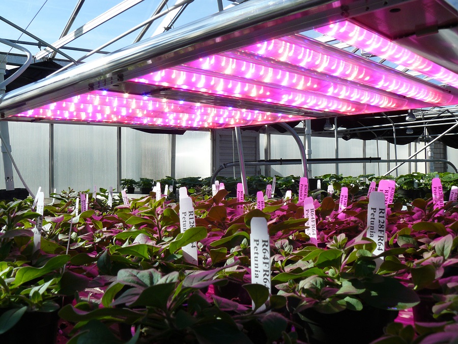 Osram Opto Semiconductores, Osram, LED, iluminación, Horticultura