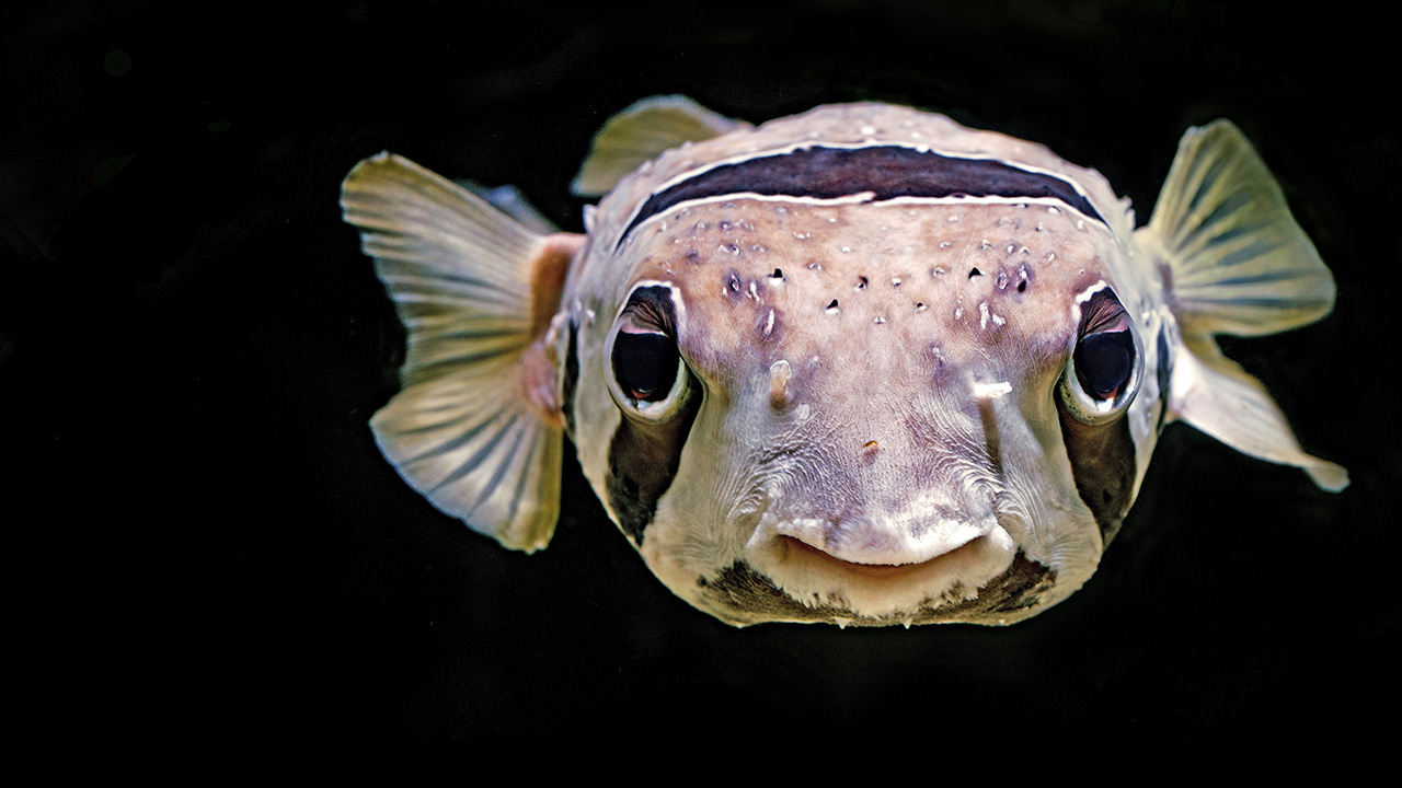 Como se llama el pez que tiene una luz en la frente - TodoPez