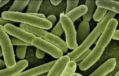 Bacteria, Universidad de Friburgo, Escherischia coli, Blade