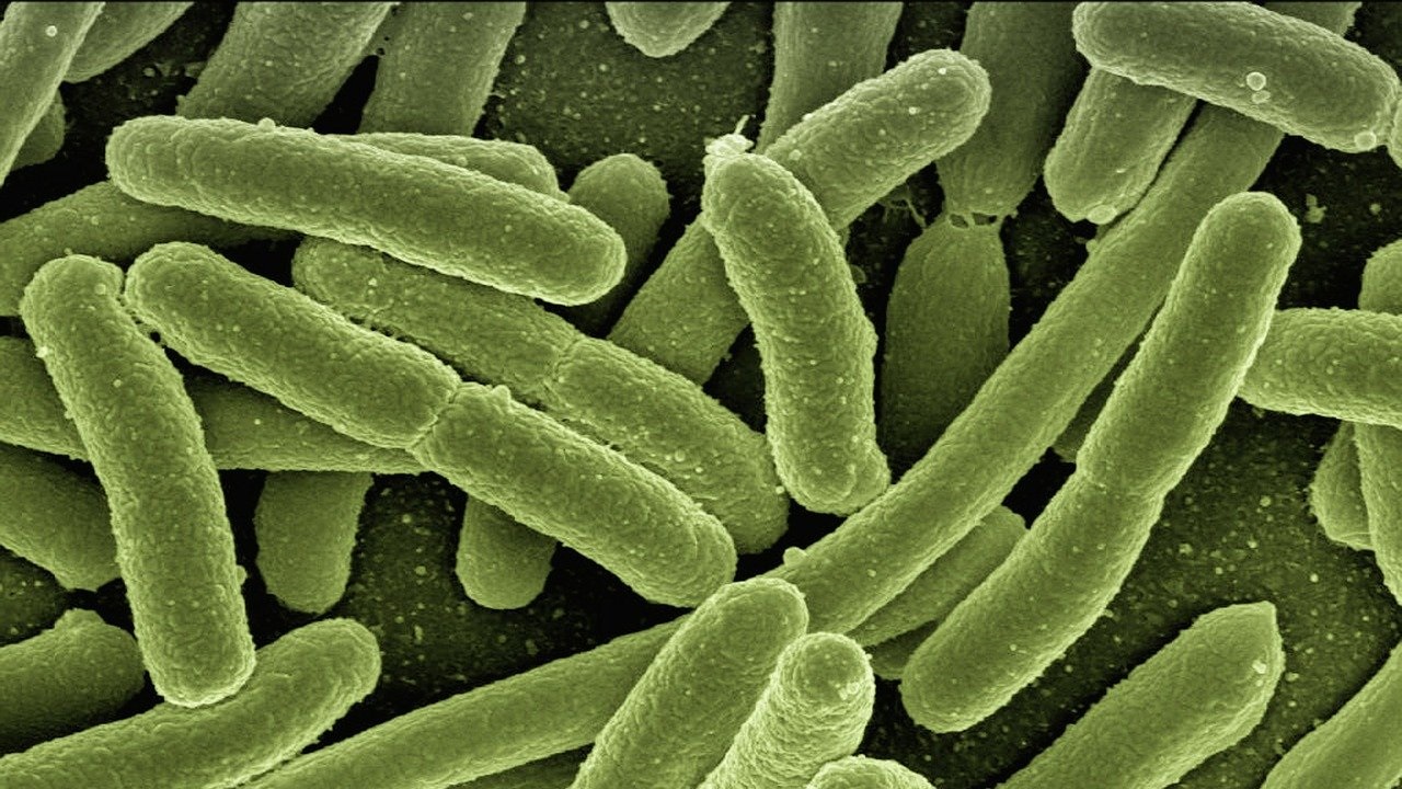 Bacteria, Universidad de Friburgo, Escherischia coli, Blade
